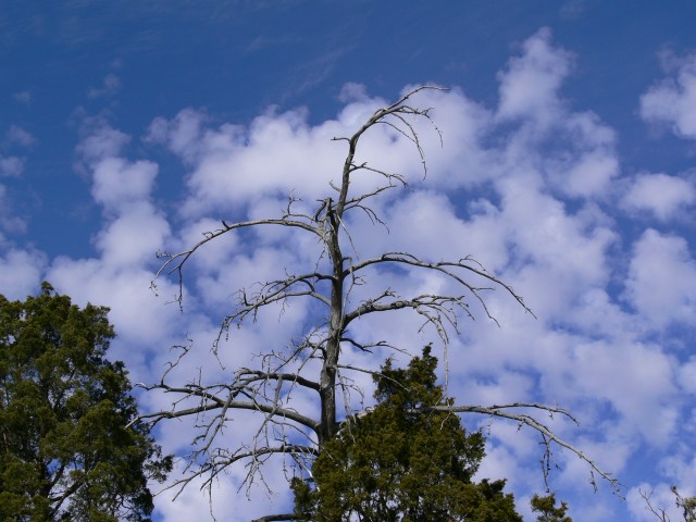 dead-tree-and-sky-1