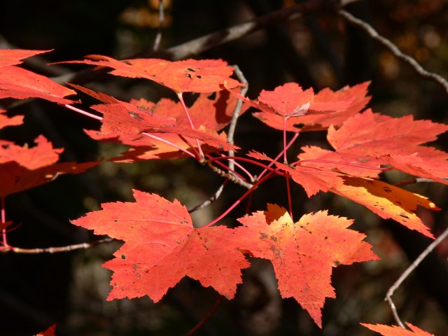 Maple Leaves
